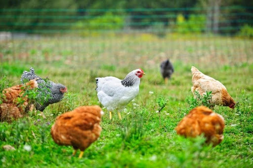 The Poultry Housing Order: What It Is and What Its Lifting Means for Farmers and Animal Welfare