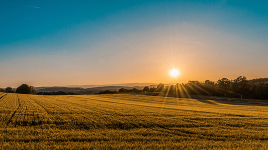 How Brexit and British Farming Reforms Are Changing the Way We Eat