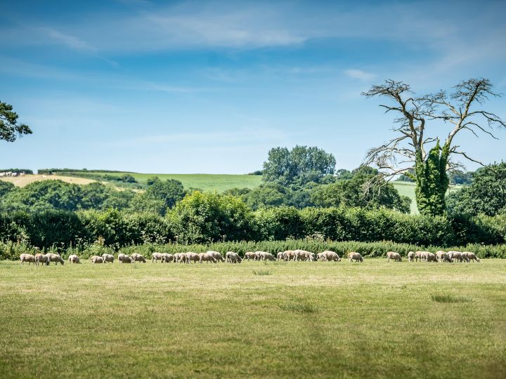 Lamb, Hogget, Mutton: What’s the Difference?