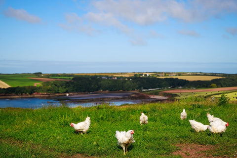 Bird Flu & Clickbait: What’s Really Going On This Year