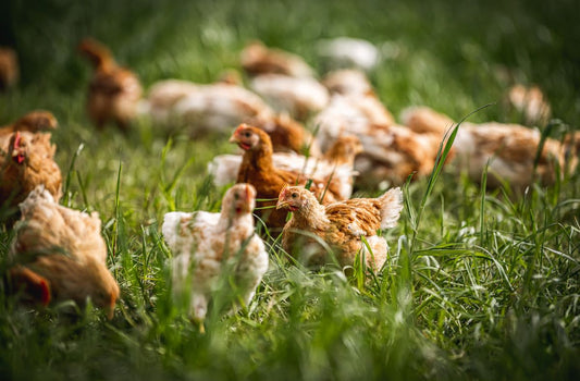 Organic Chicken vs Free Range: What’s the Difference?