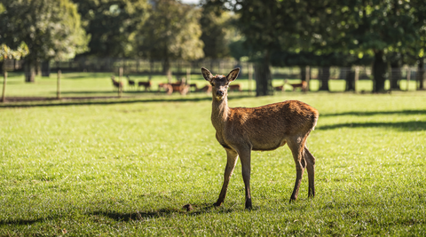 Great British Game Week at The Organic Butchery