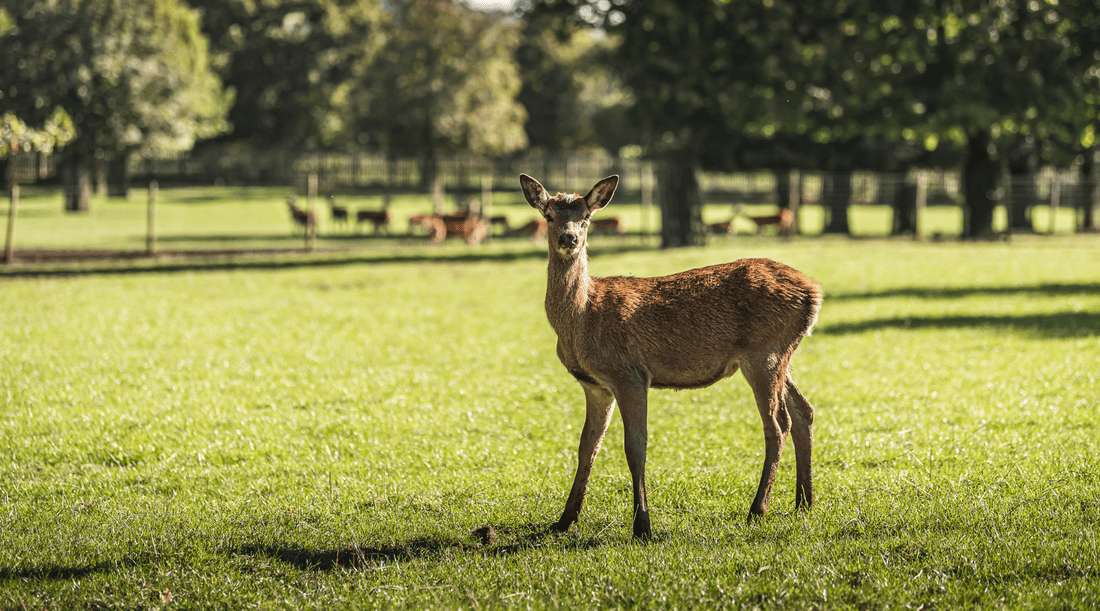 Great British Game Week at The Organic Butchery