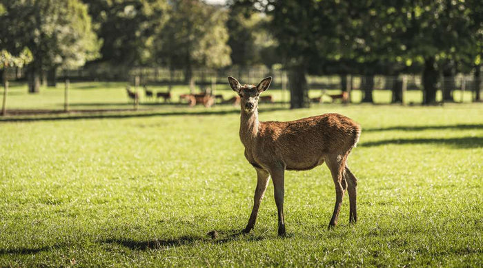 Great British Game Week at The Organic Butchery