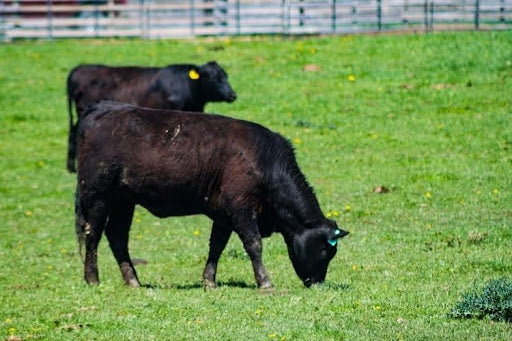 Black cattle grazing in a lush green pasture, illustrating why is grass-fed beef better through natural, pasture-based farming.