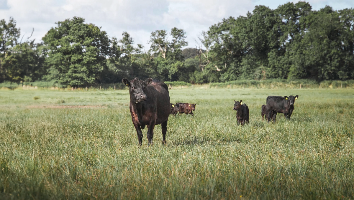 Why Chewing Makes Happier Cows: The Science Behind Rumination