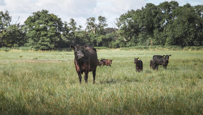 Why Chewing Makes Happier Cows: The Science Behind Rumination