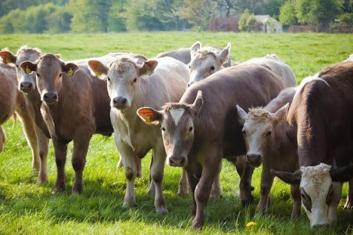 Organic cattle rearing, illustrating organic farming  to produce grass-fed beef.