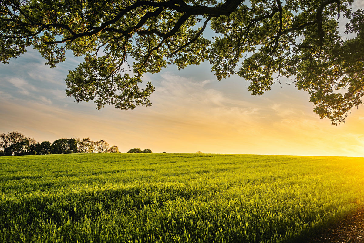 Grass-Fed vs Grain-Fed: Understanding the Difference