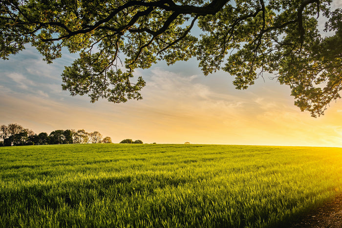 Grass-Fed vs Grain-Fed: Understanding the Difference