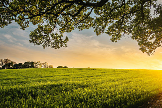 Grass-Fed vs Grain-Fed: Understanding the Difference