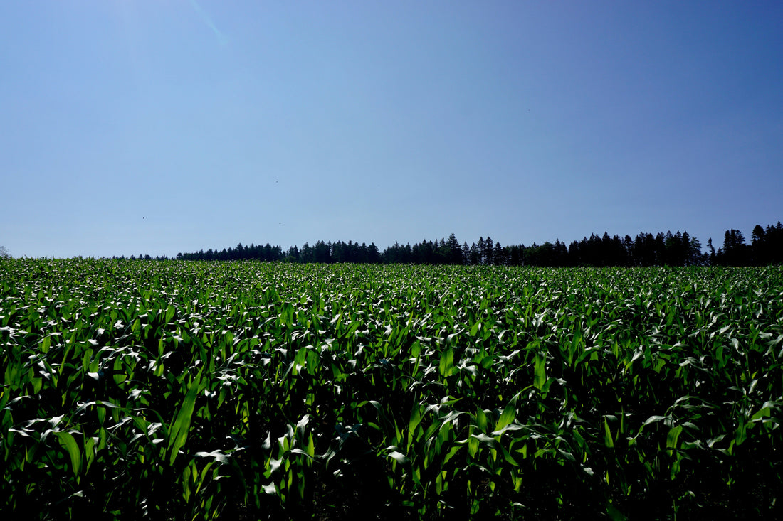 New Year, Better Meat: Why Choosing Organic is the Resolution That Lasts