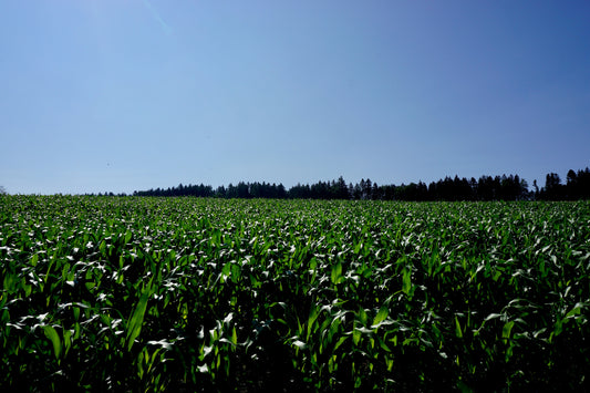 New Year, Better Meat: Why Choosing Organic is the Resolution That Lasts