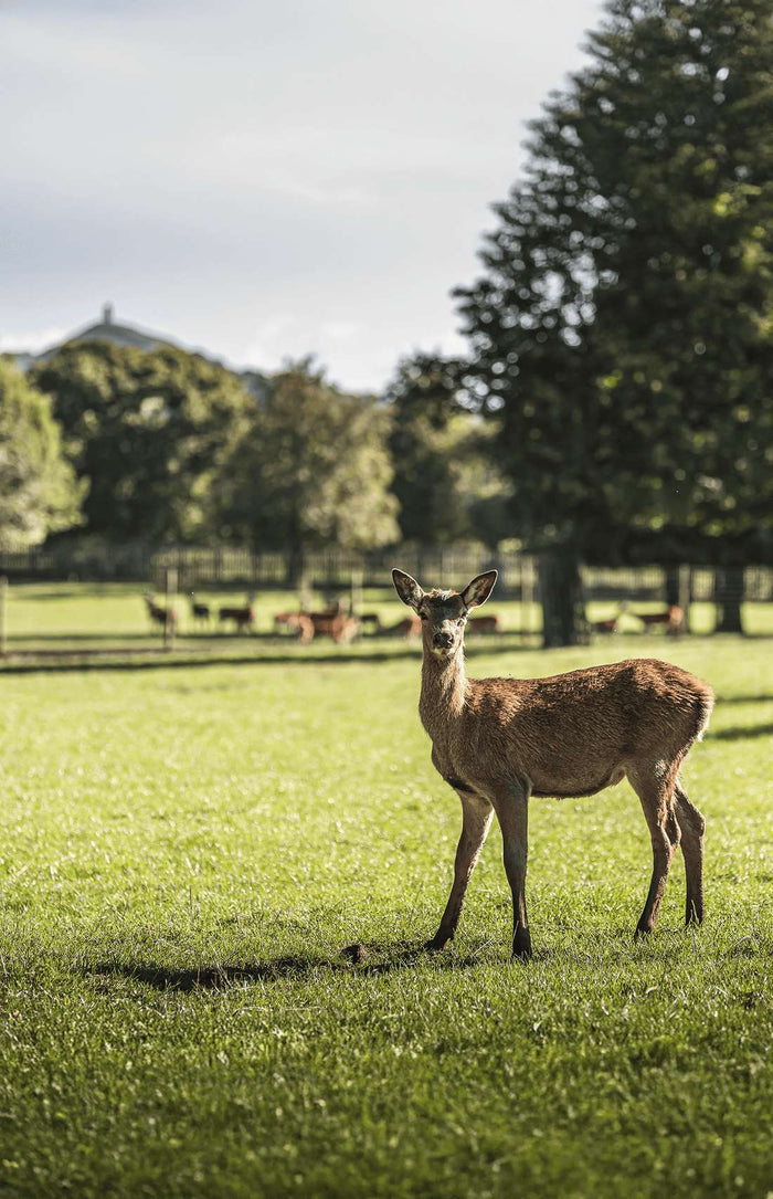 Into the Wild: The Story Behind Our Wild Game