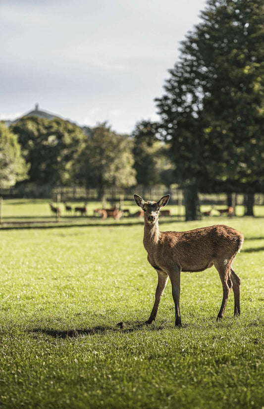 Into the Wild: The Story Behind Our Wild Game
