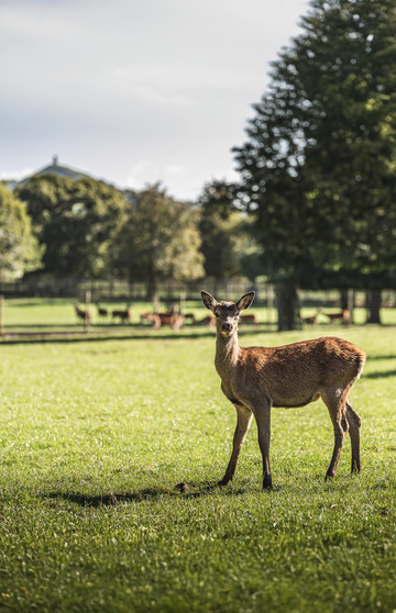 Into the Wild: The Story Behind Our Wild Game