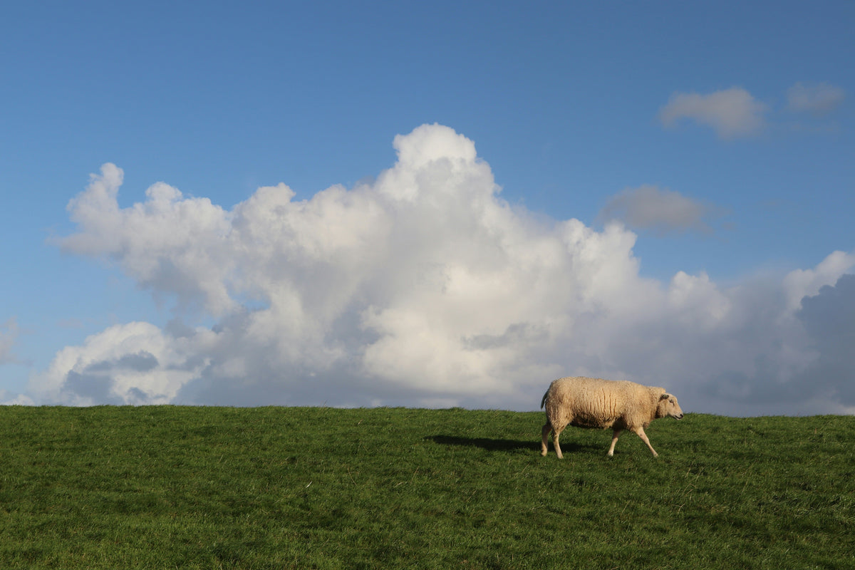 The Start of Grazing Season: When the Land Comes Back to Life