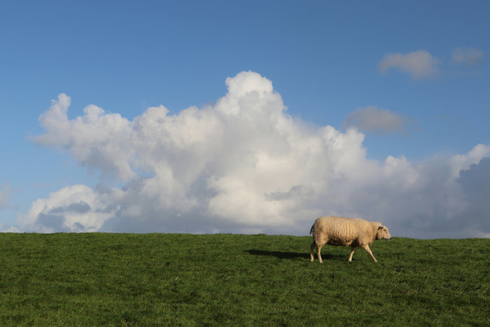 The Start of Grazing Season: When the Land Comes Back to Life