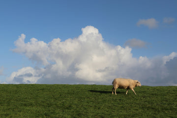The Start of Grazing Season: When the Land Comes Back to Life