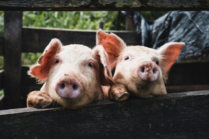 Pig Welfare, Transparency, and the Conversation Around CO₂ Stunning