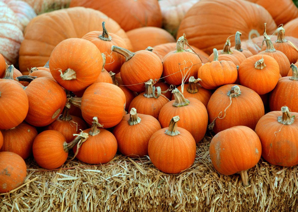 Savoury Organic Halloween Treats: Spooky Party Food Ideas