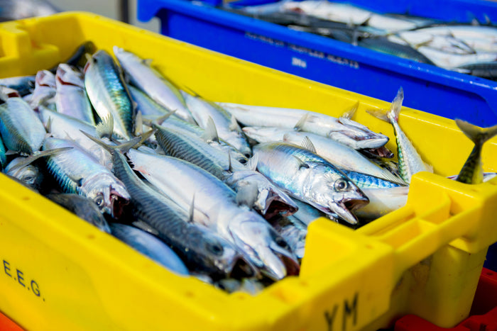 Why We've Had to Say Goodbye to Mackerel (For Now)