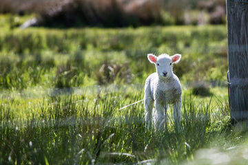 Eating with the Seasons: A Guide to Spring Meat in April