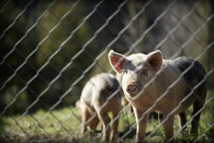 Understanding Welfare-Washing: What It Means for You and Your Food