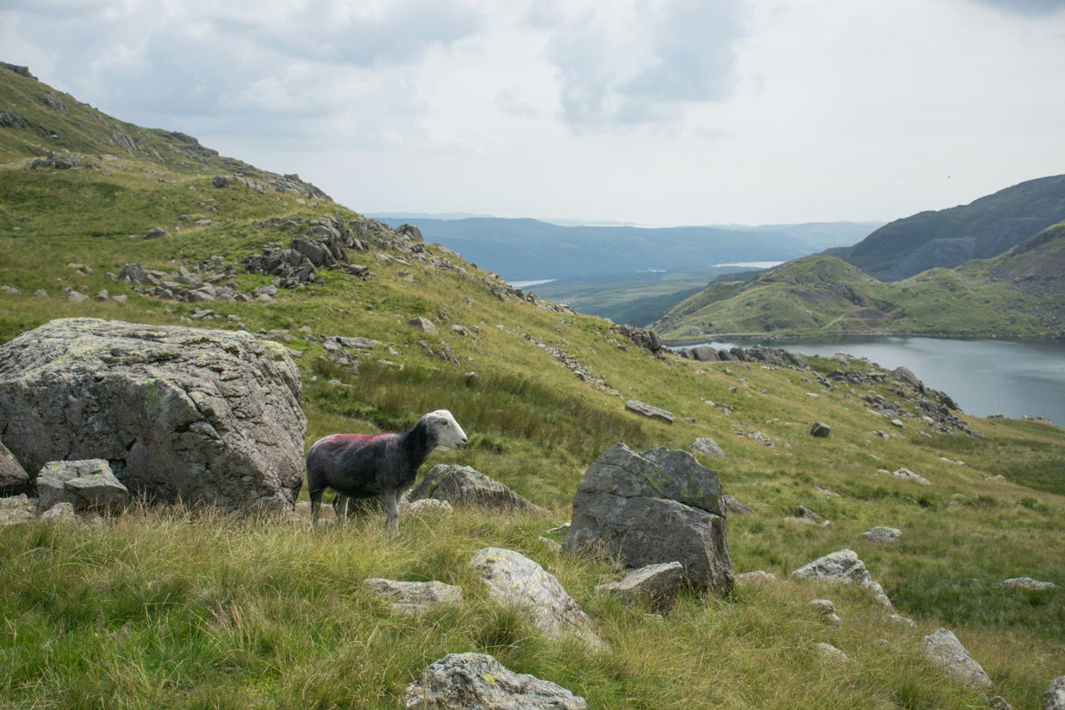 Why the Organic Sector is Calling for More Government Commitment