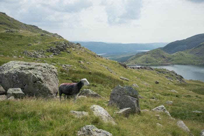 Why the Organic Sector is Calling for More Government Commitment