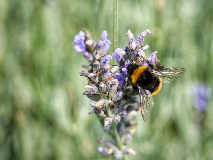The Buzz About Bees & Why We Need Them