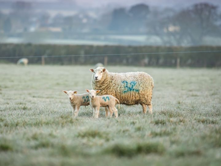 The Case For British Lamb