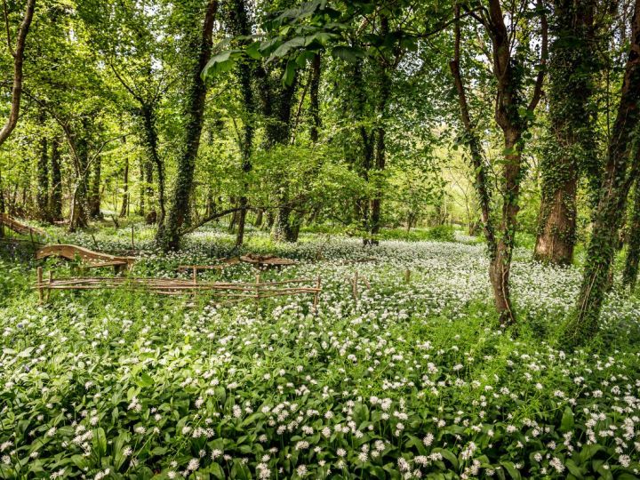 How to Identify Wild Garlic in Your Local Area